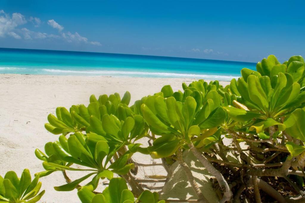 Ocean Front Villa Marlin, Best Location In Hotel Zone #109 Cancun Bagian luar foto